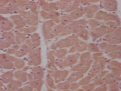 Invitrogen APCDD1 Polyclonal Antibody 100 &mu;L | Buy Online | Invitrogen&trade; | Fisher Scientific
