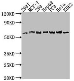 Invitrogen APCDD1 Polyclonal Antibody 100 &mu;L | Buy Online | Invitrogen&trade; | Fisher Scientific