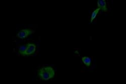 Invitrogen IFNLR1 Polyclonal Antibody 100 &mu;L; Unconjugated:Antibodies,