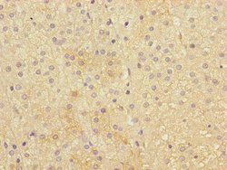 Invitrogen IFNLR1 Polyclonal Antibody 100 &mu;L; Unconjugated:Antibodies,