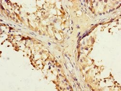 Invitrogen IFNLR1 Polyclonal Antibody 100 &mu;L; Unconjugated:Antibodies,