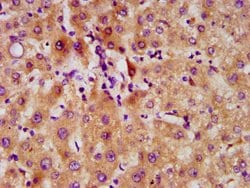 DMP4 Polyclonal Antibody:Antibodies, Polyclonal