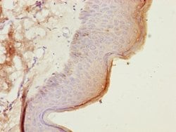 Invitrogen CEP57L1 Polyclonal Antibody 100 &mu;L; Unconjugated:Antibodies,