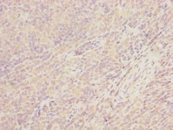 Invitrogen CEP57L1 Polyclonal Antibody 100 &mu;L; Unconjugated:Antibodies,