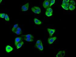 Invitrogen ATP6V0D2 Polyclonal Antibody 100 &mu;L; Unconjugated:Antibodies,