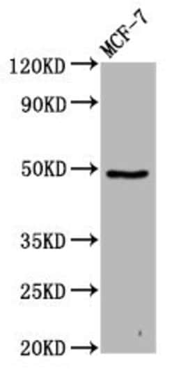 Invitrogen FAM71D Polyclonal Antibody 100 &mu;g; Unconjugated:Antibodies,