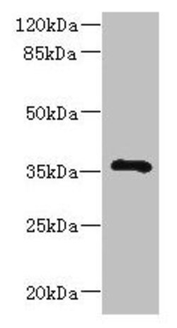 Invitrogen GIMA7 Polyclonal Antibody 100 &mu;g; Unconjugated:Antibodies,