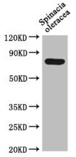 Invitrogen DEG15 Polyclonal Antibody 100 &mu;L; Unconjugated:Antibodies,