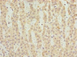 Invitrogen FAHD2A Polyclonal Antibody 100 &mu;g; Unconjugated:Antibodies,
