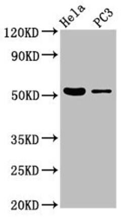 Invitrogen BRUNOL6 Polyclonal Antibody 100 &mu;g; Unconjugated:Antibodies,