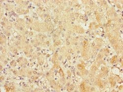 Invitrogen FRMD6 Polyclonal Antibody 100 &mu;L | Buy Online | Invitrogen&trade; | Fisher Scientific