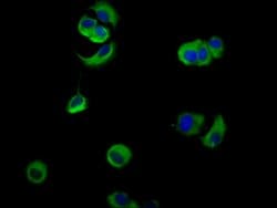 Invitrogen Nectin 4 Polyclonal Antibody 100 &mu;g; Unconjugated:Antibodies,