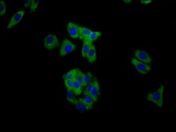 Invitrogen MUC20 Polyclonal Antibody 100 &mu;g; Unconjugated:Antibodies,