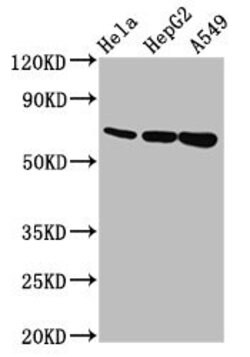 Invitrogen MUC20 Polyclonal Antibody 100 &mu;g; Unconjugated:Antibodies,