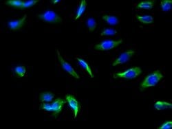 Invitrogen SLC22A17 Polyclonal Antibody 100 &mu;g; Unconjugated:Antibodies,