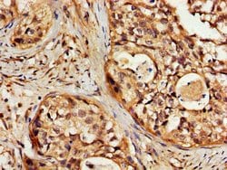 Invitrogen SLC22A17 Polyclonal Antibody 100 &mu;g; Unconjugated:Antibodies,