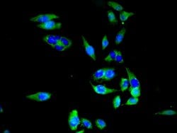Invitrogen SLC20A1 Polyclonal Antibody 100 &mu;g; Unconjugated:Antibodies,