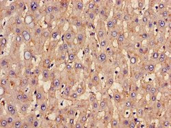 Invitrogen SLC20A1 Polyclonal Antibody 100 &mu;g; Unconjugated:Antibodies,