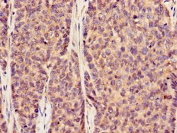 Invitrogen SLC20A1 Polyclonal Antibody 100 &mu;g; Unconjugated:Antibodies,