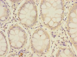 Invitrogen SLC39A7 Polyclonal Antibody 100 &mu;L; Unconjugated:Antibodies,