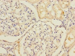 Invitrogen SLC39A7 Polyclonal Antibody 100 &mu;L; Unconjugated:Antibodies,
