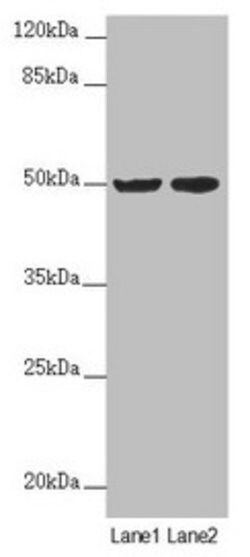 Invitrogen SLC39A7 Polyclonal Antibody 100 &mu;L; Unconjugated:Antibodies,