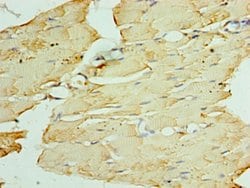 Invitrogen ATGL Polyclonal Antibody 100 &mu;L; Unconjugated:Antibodies,