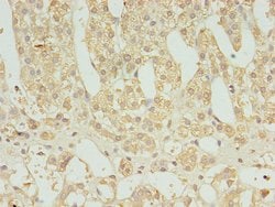 Invitrogen FAM136A Polyclonal Antibody 100 &mu;g; Unconjugated:Antibodies,
