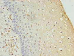 Invitrogen FAM136A Polyclonal Antibody 100 &mu;g; Unconjugated:Antibodies,