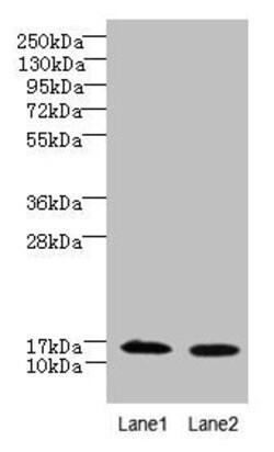 Invitrogen FAM136A Polyclonal Antibody 100 &mu;g; Unconjugated:Antibodies,