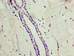Invitrogen ATG4C Polyclonal Antibody 100 &mu;L; Unconjugated:Antibodies,