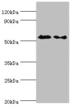 Invitrogen ATG4C Polyclonal Antibody 100 &mu;L; Unconjugated:Antibodies,