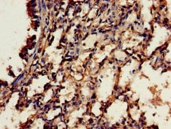 Invitrogen RBFA Polyclonal Antibody 100 &mu;g; Unconjugated:Antibodies,