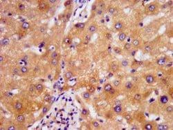 Invitrogen NDUFAF2 Polyclonal Antibody 100 &mu;g; Unconjugated:Antibodies,