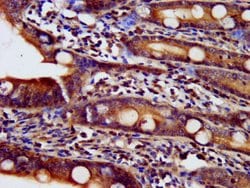 Invitrogen NDUFAF2 Polyclonal Antibody 100 &mu;g; Unconjugated:Antibodies,