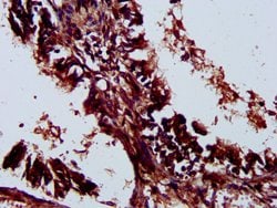 Invitrogen LILRA3 Polyclonal Antibody 100 &mu;g; Unconjugated:Antibodies,