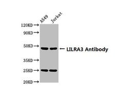 Invitrogen LILRA3 Polyclonal Antibody 100 &mu;g; Unconjugated:Antibodies,
