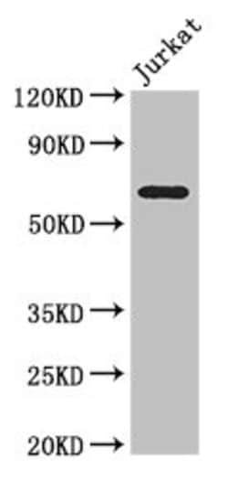 Invitrogen SLC38A9 Polyclonal Antibody 100 &mu;g; Unconjugated:Antibodies,