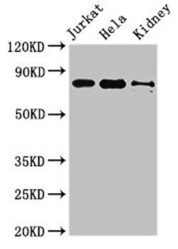 Invitrogen C4orf14 Polyclonal Antibody 100 &mu;g | Buy Online | Invitrogen&trade; | Fisher Scientific