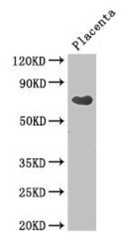 Invitrogen BITE Polyclonal Antibody 100 &mu;g; Unconjugated:Antikörper