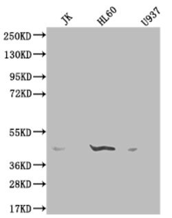 Invitrogen OXER1 Polyclonal Antibody 100 &mu;g; Unconjugated:Antibodies,