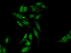 Invitrogen L3MBTL2 Polyclonal Antibody 100 &mu;g; Unconjugated:Antibodies,