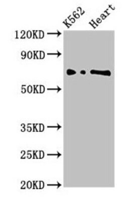 Invitrogen L3MBTL2 Polyclonal Antibody 100 &mu;g; Unconjugated:Antibodies,