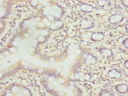 Invitrogen LLCFC1 Polyclonal Antibody 100 &mu;g; Unconjugated:Antibodies,