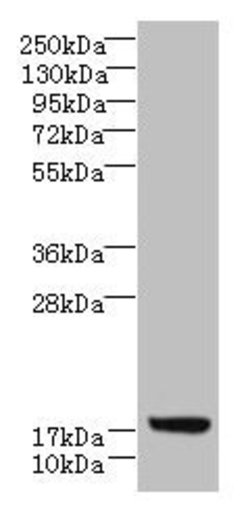 Invitrogen LLCFC1 Polyclonal Antibody 100 &mu;g; Unconjugated:Antibodies,