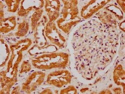 Invitrogen FIZ1 Polyclonal Antibody 100 &mu;g; Unconjugated:Antibodies,
