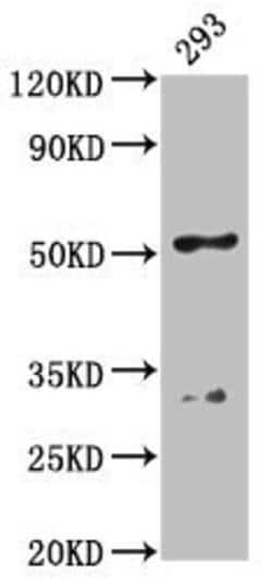 Invitrogen FIZ1 Polyclonal Antibody 100 &mu;g; Unconjugated:Antibodies,