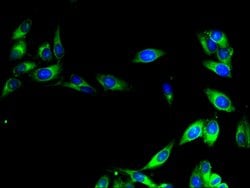Invitrogen CISD2 Polyclonal Antibody 100 &mu;g; Unconjugated:Antibodies,