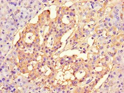 Invitrogen CISD2 Polyclonal Antibody 100 &mu;g; Unconjugated:Antibodies,