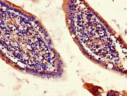 Invitrogen CISD2 Polyclonal Antibody 100 &mu;g; Unconjugated:Antibodies,
